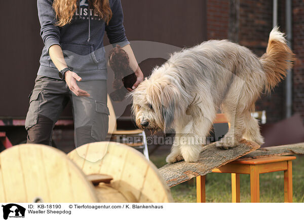Wäller / Waeller Sheepdog / KB-18190