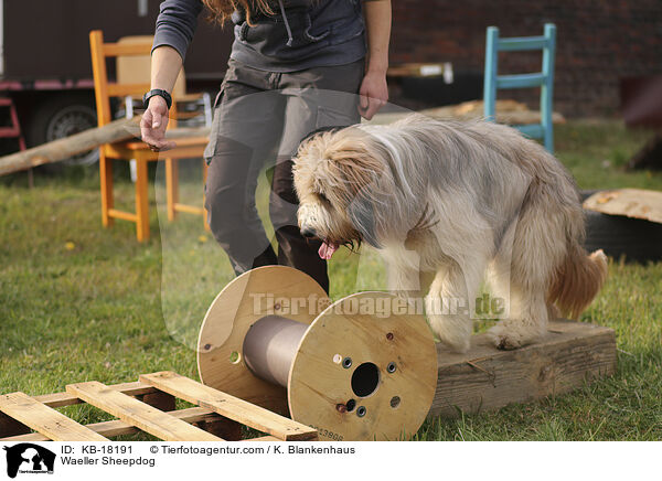 Wäller / Waeller Sheepdog / KB-18191