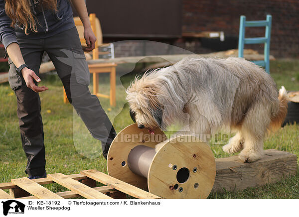 Wäller / Waeller Sheepdog / KB-18192