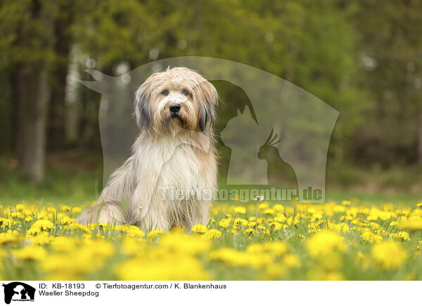 Wller / Waeller Sheepdog / KB-18193