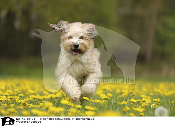 Wller / Waeller Sheepdog / KB-18194