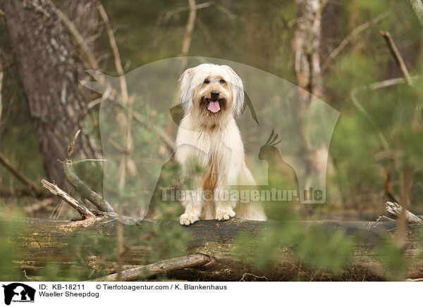 Wller / Waeller Sheepdog / KB-18211