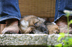 Wller Puppy