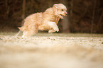 running Waeller Sheepdog