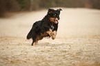 running Waeller Sheepdog