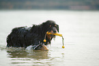 playing Waeller Sheepdog