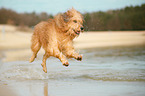 running Waeller Sheepdog