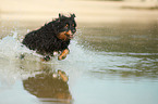 running Waeller Sheepdog
