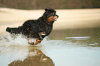running Waeller Sheepdog