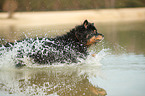 running Waeller Sheepdog
