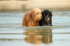 2 Waeller Sheepdogs