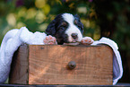 Waeller Sheepdog Puppy