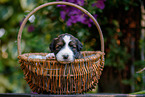 Waeller Sheepdog Puppy