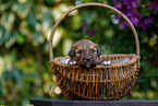 Waeller Sheepdog Puppy