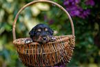 Waeller Sheepdog Puppy