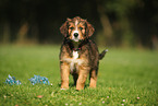 Waeller Sheepdog Puppy