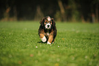 Waeller Sheepdog Puppy