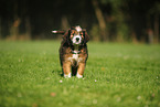 Waeller Sheepdog Puppy