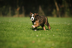 Waeller Sheepdog Puppy