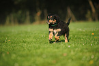 Waeller Sheepdog Puppy