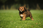 Waeller Sheepdog Puppy