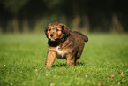 Waeller Sheepdog Puppy
