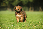 Waeller Sheepdog Puppy