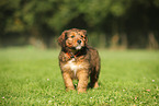Waeller Sheepdog Puppy