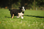 Waeller Sheepdog Puppy