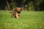 Waeller Sheepdog Puppy