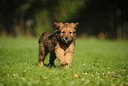 Waeller Sheepdog Puppy