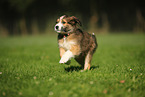 Waeller Sheepdog Puppy