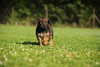 Waeller Sheepdog Puppy