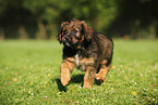 Waeller Sheepdog Puppy