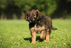 Waeller Sheepdog Puppy