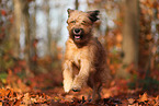 Waeller Sheepdog in autumn