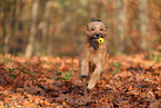 Waeller Sheepdog in autumn