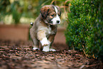 Waeller Sheepdog Puppy