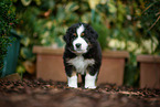 Waeller Sheepdog Puppy