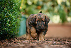 Waeller Sheepdog Puppy