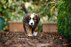 Waeller Sheepdog Puppy