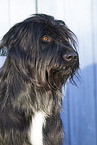Waeller Sheepdog Portrait
