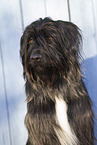Waeller Sheepdog Portrait