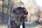 Waeller Sheepdog Portrait