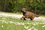 Waeller Sheepdog Puppy