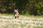Waeller Sheepdog Puppy