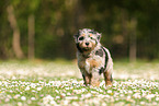 Waeller Sheepdog Puppy
