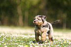 Waeller Sheepdog Puppy