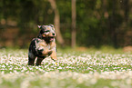Waeller Sheepdog Puppy