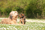 Waeller Sheepdogs